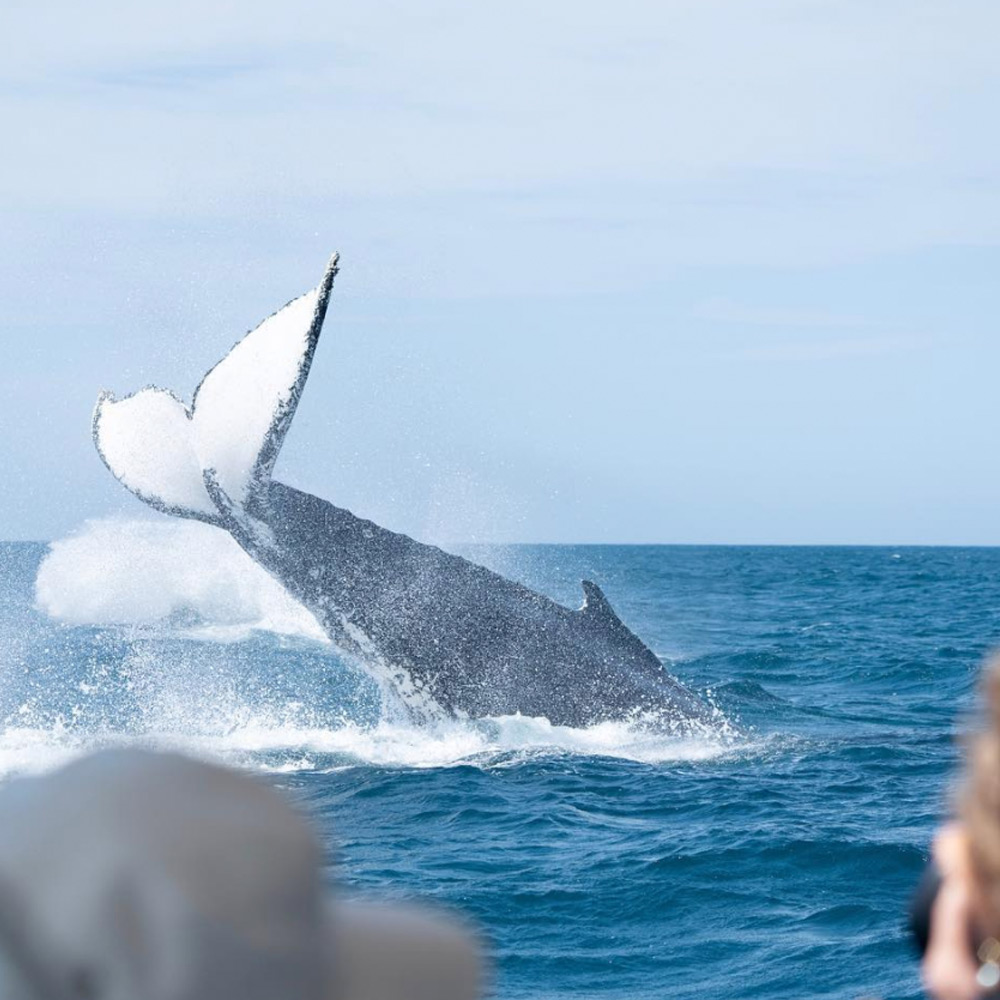 Whale Watching Cruise